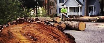 Trusted Murphys, CA Tree Services Experts