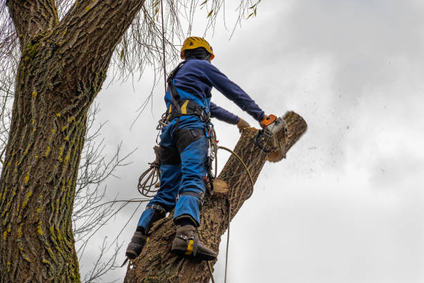 How Our Tree Care Process Works  in  Murphys, CA